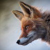 Fox - avatar